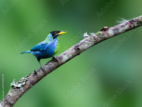 Male Green Honeycreeper Perched on Mossy Branch in Rainforest