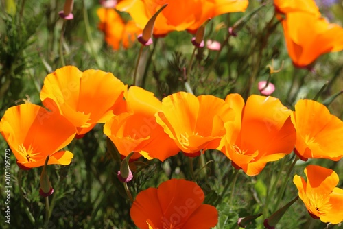Pavot de Californie