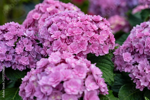 Close-up of Hydrangea macrophylla 'You & Me Together' with abundant double pink flowers in full bloom. Ornamental hydrangea cultivar growing in a lush summer garden.