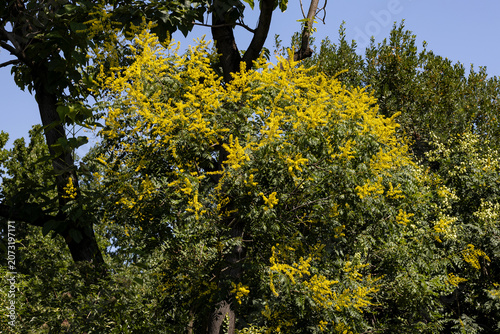 Blooming Koelreuteria paniculata with bright yellow flowers in spring. Ornamental golden rain tree in full blossom surrounded by lush green foliage and blue sky.
