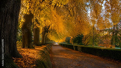 Autumn Tree Tunnel Along an Empty Urban Sidewalk