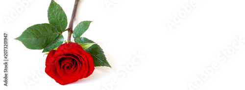 Red rose on white background with fresh green leaf and stem symbolizing love ...