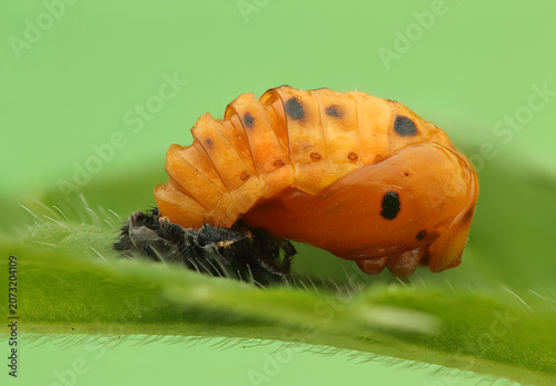 Ladybug pupa on a leaf