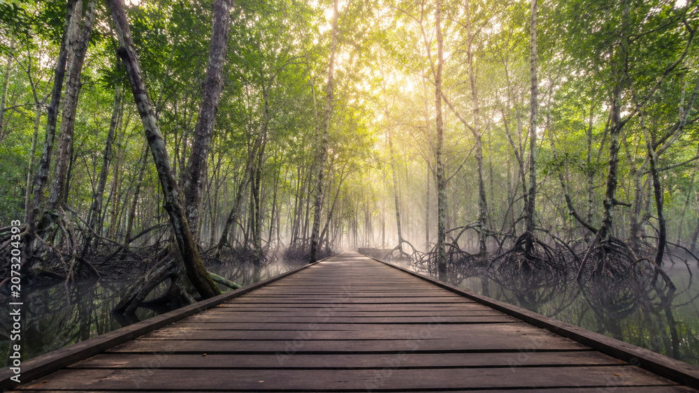 Obraz premium Wooden walkway over swamp water with lush tropical forest view