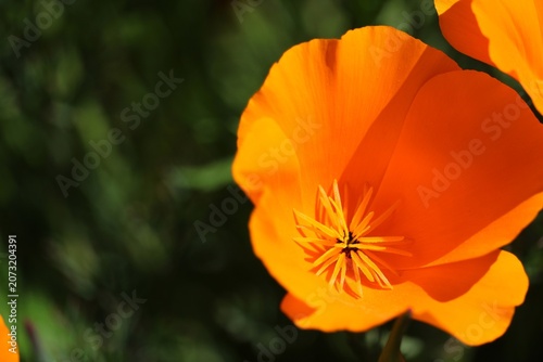 Pavot de Californie