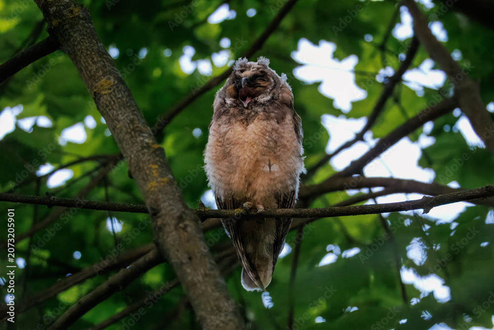 Εκτύπωση καμβά Wildlife shot of a juvenile long-eared owl fledgling calling with an open beak
