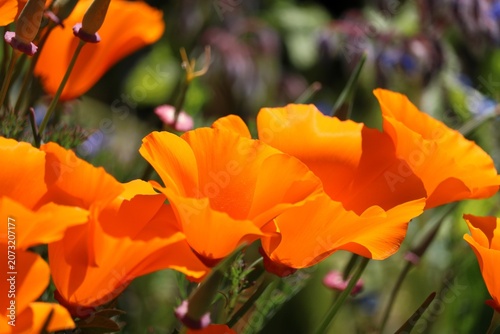 Pavot de Californie