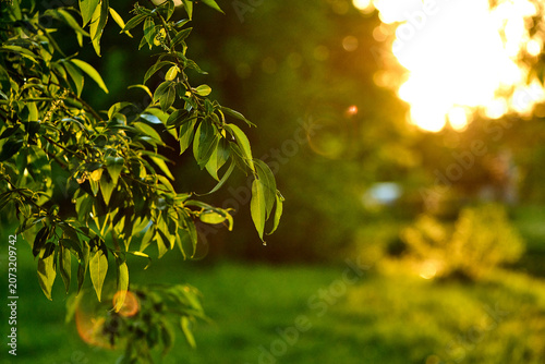 Sunlit Tree Leaves with Golden Light Flare