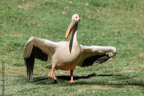 Great white pelican on green grass opening wings, preparing for flight or stretching in natural wildlife setting, showing large orange beak