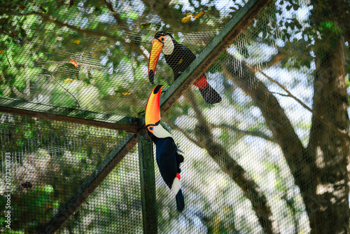 Two toco toucans with vibrant orange beaks interacting in a large mesh enclosure, showing captivity life and animal relationships in a natural zoo environment