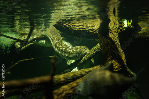 Green anaconda camouflaging its patterned body underwater, coiling through tree branches in murky water, remaining still while observing its surroundings for prey