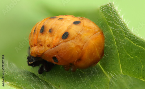 Ladybug pupa on a leaf