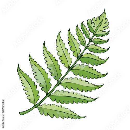 Illustration of a vibrant green fern frond with delicate leaves and a natural stem