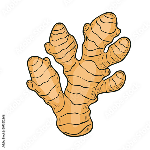 Illustration of a whole fresh ginger root with distinctive segments and lines