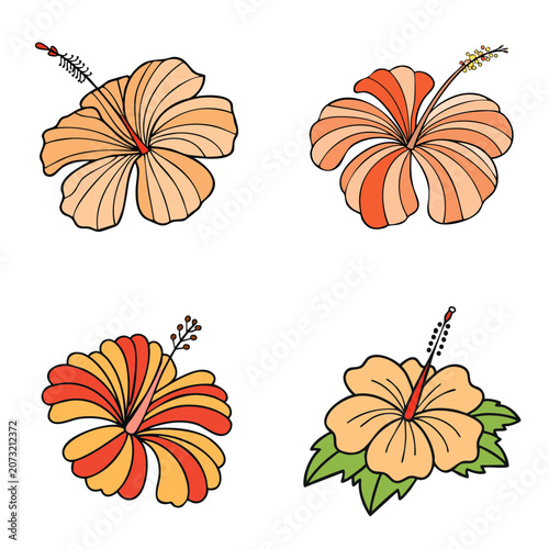 Set of colorful hibiscus flowers isolated on white background with botanical elements