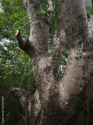 Close-up view of a thick, textured tree trunk splitting into multiple branches, surrounded by lush green foliage.