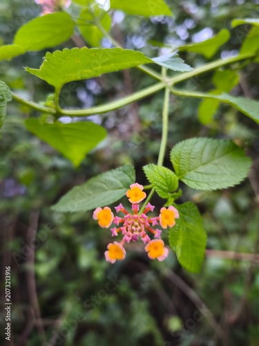 A close-up shot of a vibrant Lantana flower cluster, showcasing its pink and orange petals, surrounded by lush green leaves and a soft, blurred background.