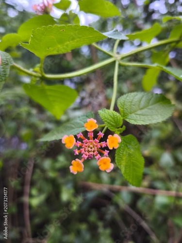 A close-up view of a cluster of small, vibrant Lantana flowers, featuring pink and orange petals, surrounded by lush green leaves and a softly blurred natural background.