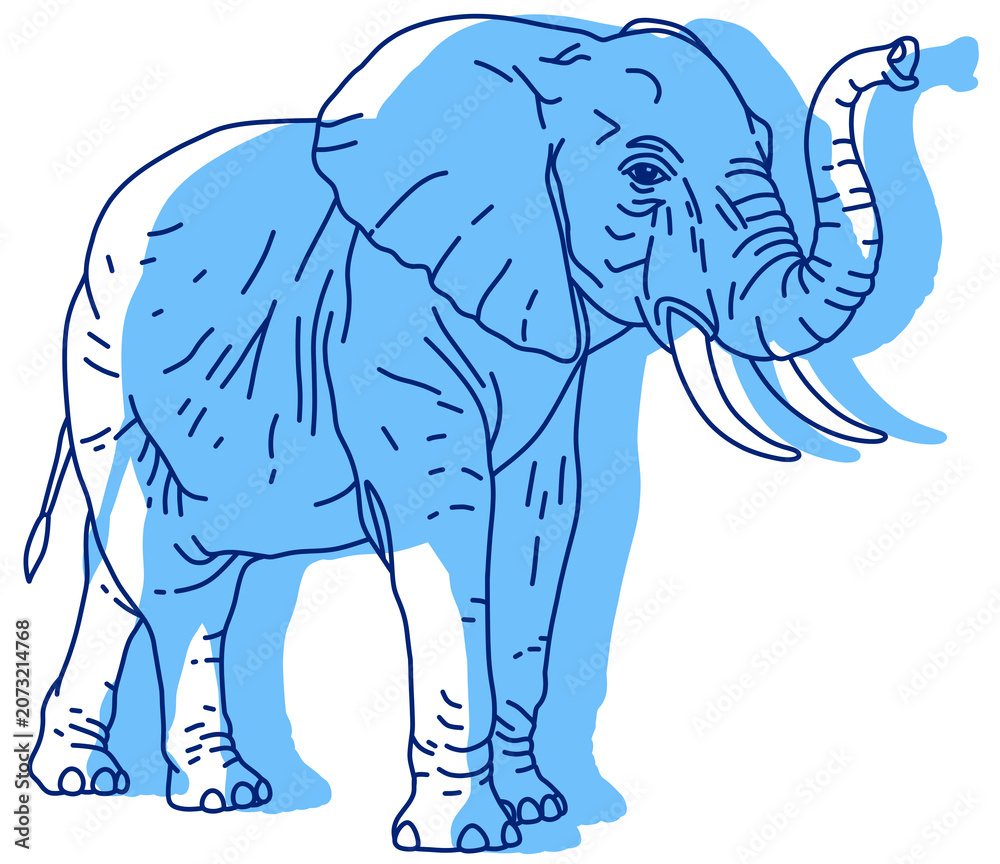 Fototapeta premium African Elephant with Raised Trunk, Line Sketch Illustration with Blue Shading