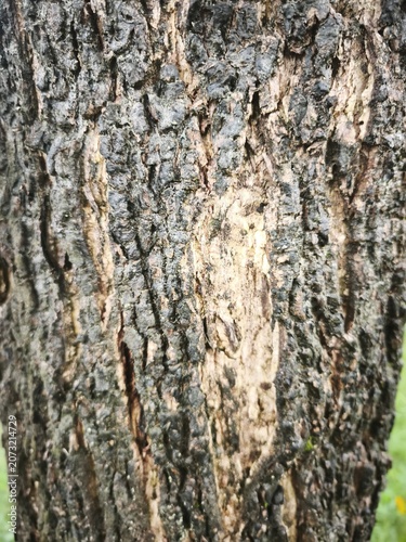 Detailed view of the rough, textured surface of tree bark, showing variations in color and pattern.