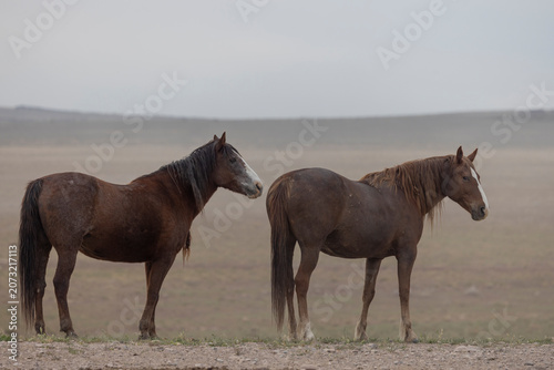 Wild Horses in Springtime in the Utah Desert