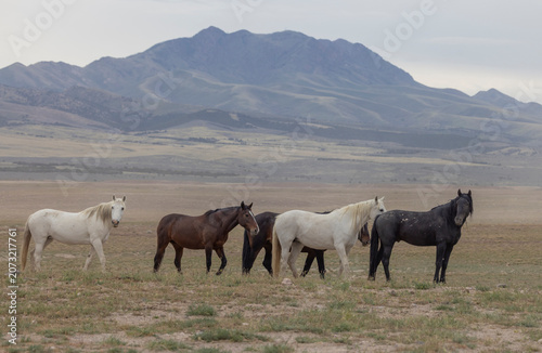 Wild Horses in Springtime in the Utah Desert