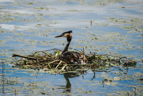 Great crested grebe sitting on a nest made of reeds and aquatic plants in a calm water body surrounded by lily pads and natural vegetation