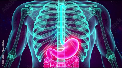 Acid Reflux Human Stomach and Digestive System. 4K Video