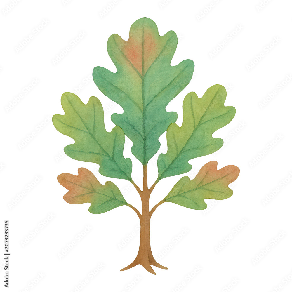 Fototapeta premium PNG Watercolor oak tree illustration