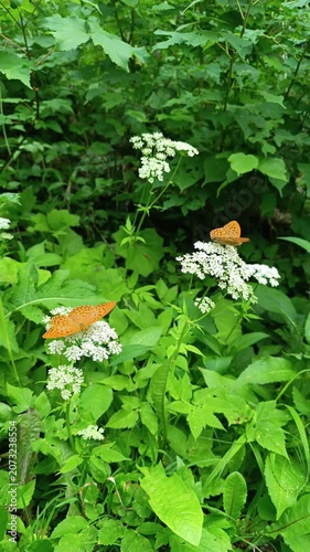 Two vibrant butterflies rest gently on a beautiful blooming flower, capturing a serene and magical moment of nature's harmony in the warm sunlight.