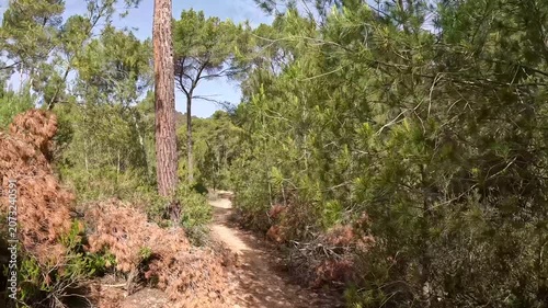 POV Hike Through Pine Forest Trail Past Forestry Work and Pruned Branches, Mallorca, Spain