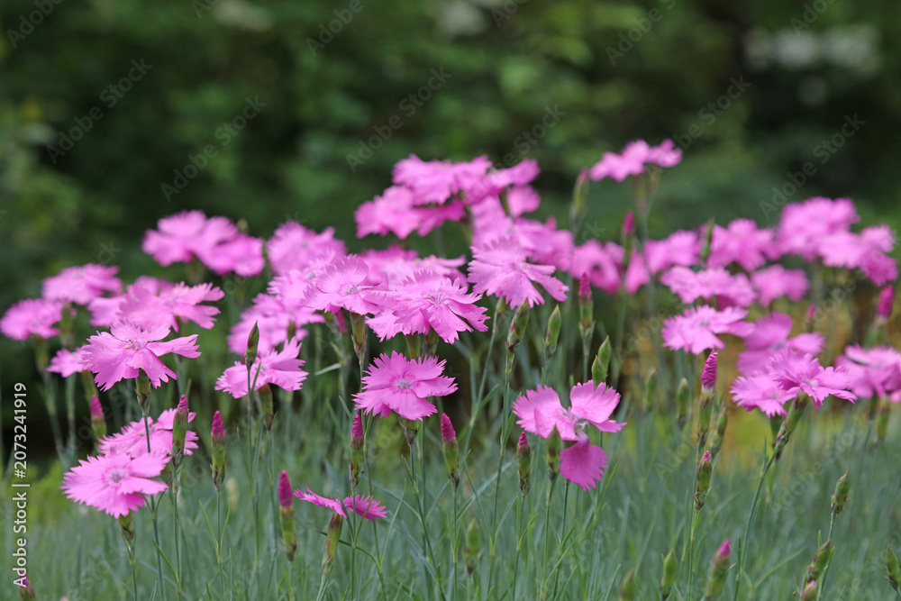 Obraz premium Side view of a cluster of Cheddar Pink blooms, Nottinghamshire England 