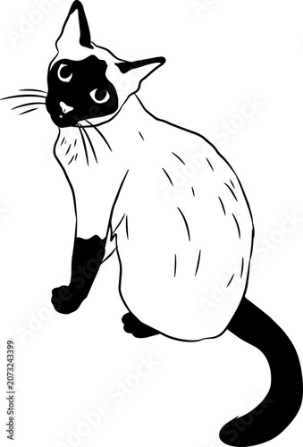 Hand Drawn Siamese Cat