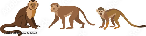 Photography Monkey Vector Character Set Featuring Capuchin Sitting Macaque Walking on All Fo