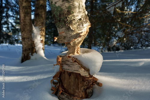 Fotografía Birch tree trunk damaged and gnawed by a beaver covered with snow in a sunny win