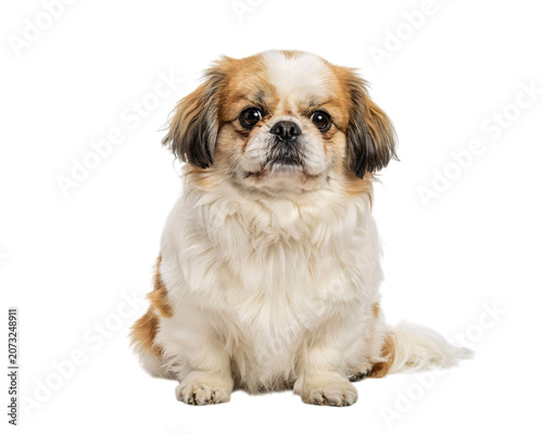 Fotografie Adorable pekingese dog with white and isolated on png transparent background iso