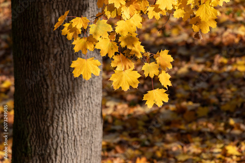 Golden maple leaves hanging beside a tree trunk in a sunlit autumn forest with fallen leaves