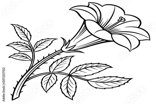 coloring page line art the thorn apple flower black vector
