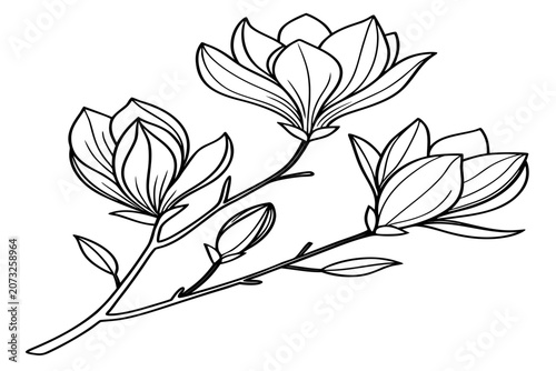 coloring page line art the tulip magnolia flower black vector