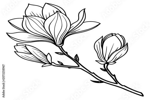 coloring page line art the tulip magnolia flower black vector