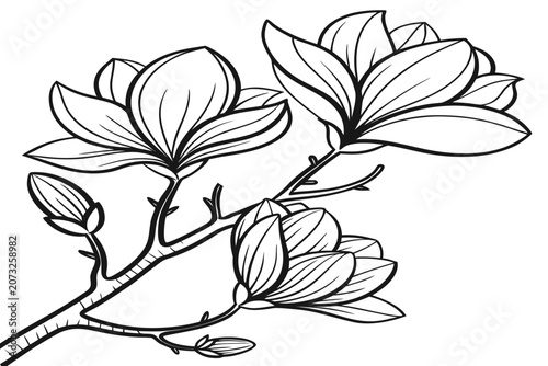 coloring page line art the tulip magnolia flower black vector