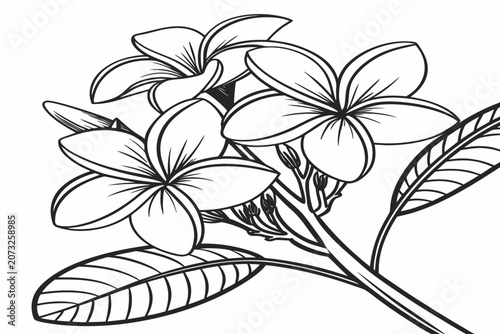coloring page line art the tulip magnolia flower black vector