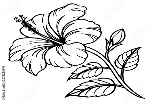 coloring page line art the tulip magnolia flower black vector