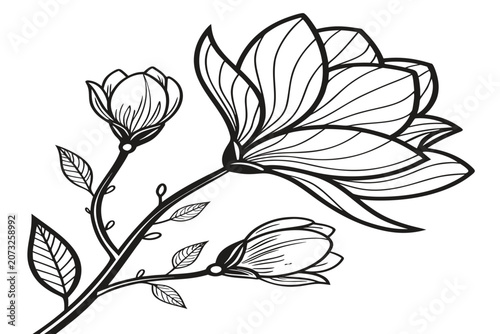 coloring page line art the tulip magnolia flower black vector