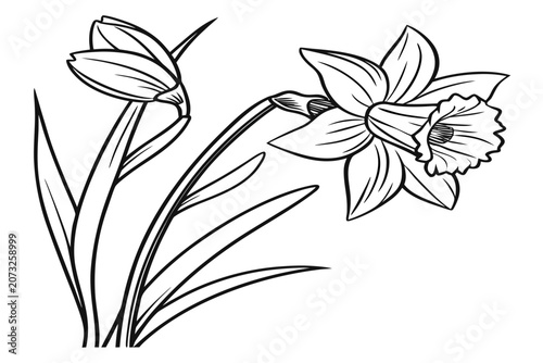 coloring page line art the tulip magnolia flower black vector
