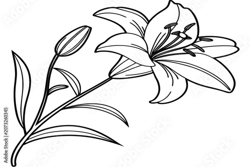 coloring page line art the velvet tulip flower black vector