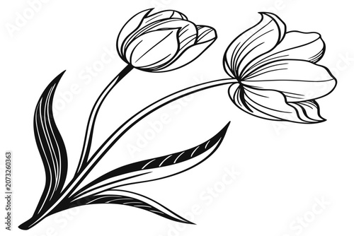 coloring page line art the velvet tulip flower black vector