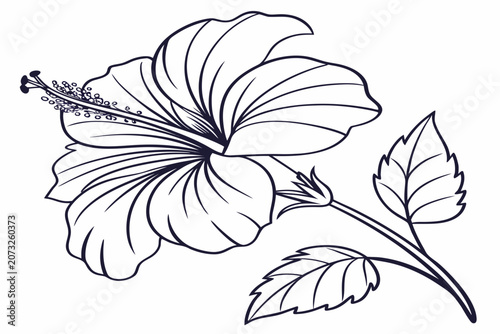 coloring page line art the velvet tulip flower black vector