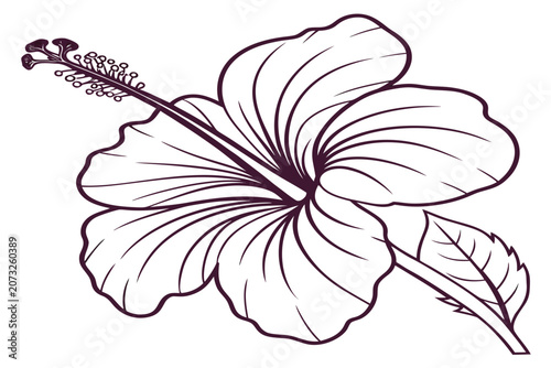 coloring page line art the velvet tulip flower black vector