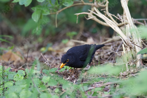 Obraz na plátne A blackbird on the forest floor searches for worms, a blackbird among green leav